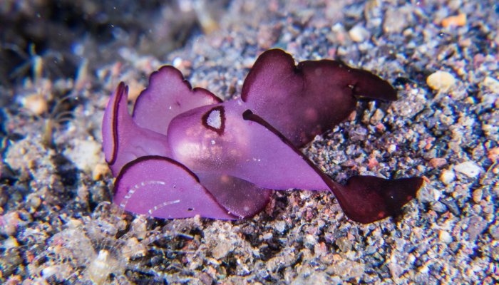 Purple Head Shield Slug